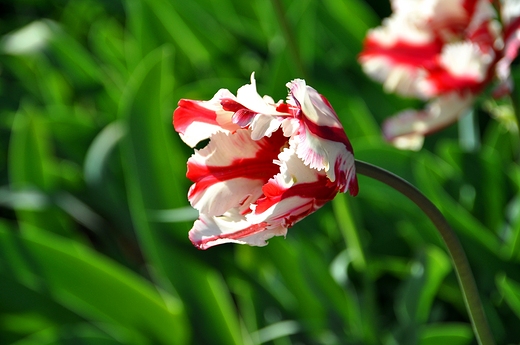 Kolekcja tulipanw w acucie