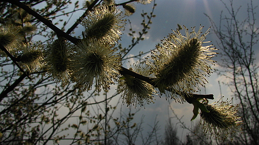 wiosna w okolicach Lublinka