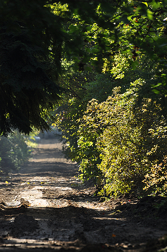 Rogowskie arboretum - droga