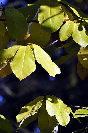 Magnolia parasolowata. Rogw