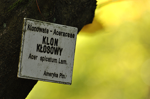 Klon kosowy. Arboretum w Rogowie
