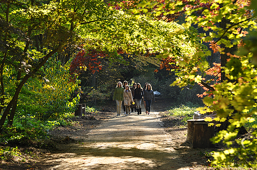 Rogw - gwna alejka arboretum