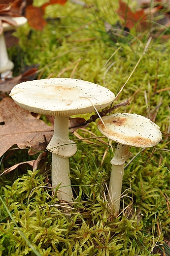 jesienny las (grzyby niejadalne choc fotografowalne)