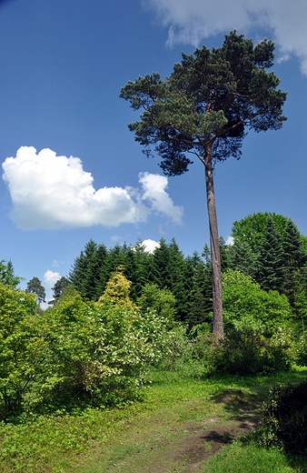 Wiosna w rogowskim arboretum