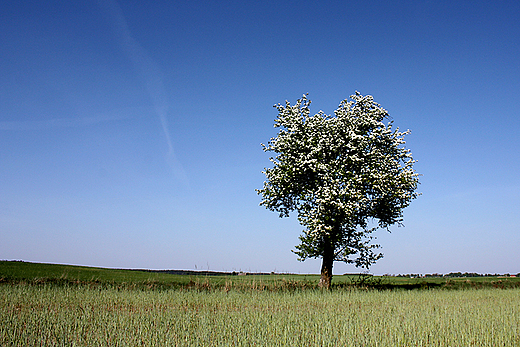 Okolica Chojnic - przydrożna jabłoń obsypana kwiatami