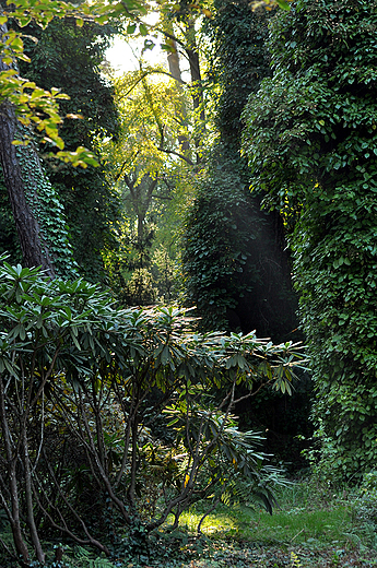 Arboretum w Rogowie - prezentacja rolin pncych