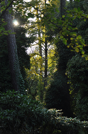 Rogw - pncza w tutejszym arboretum