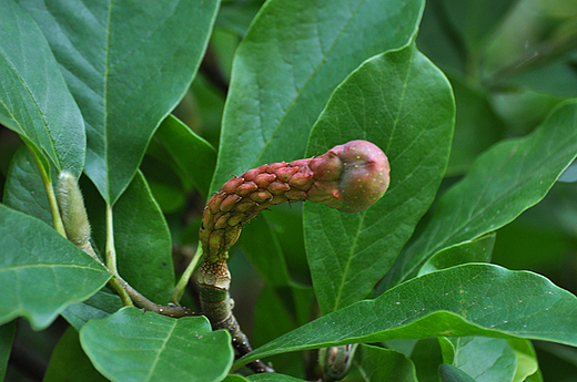 Owoce jednej z odmian magnolii. Arboretum SGGW w Rogowie