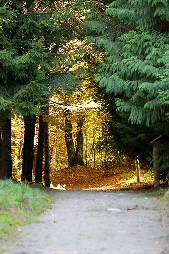 Arboretum Wirty - granica iglasto-liciasta