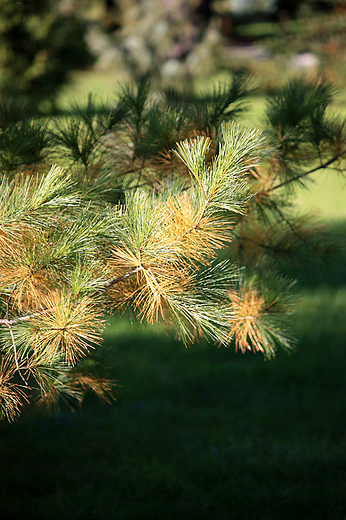 Arboretum Wirty - iglaste barwy jesieni