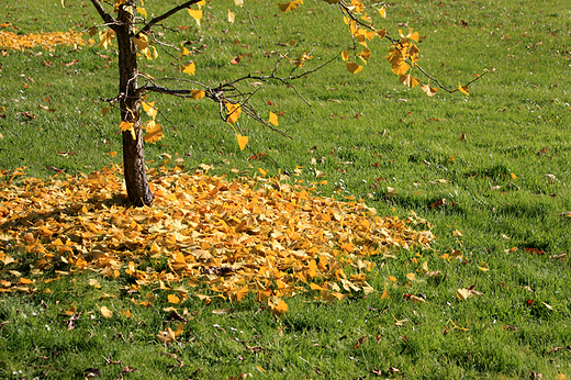 Arboretum Wirty - miorzb dwuklapowy straci ju licie