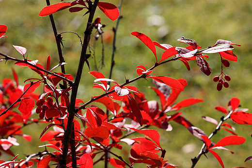 Arboretum Wirty - efektowny berberys koreaski