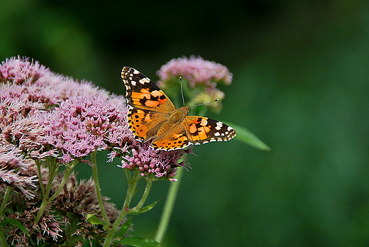 Motyl