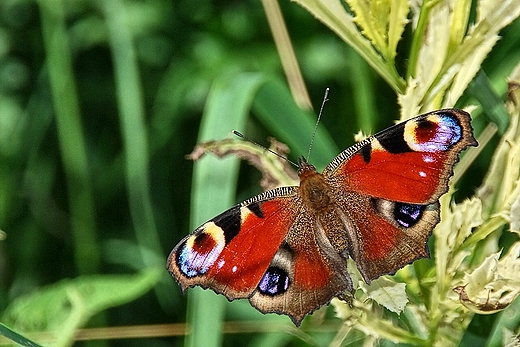 Motyl