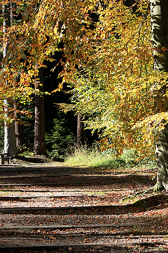 Arboretum Wirty - cieka spacerowa