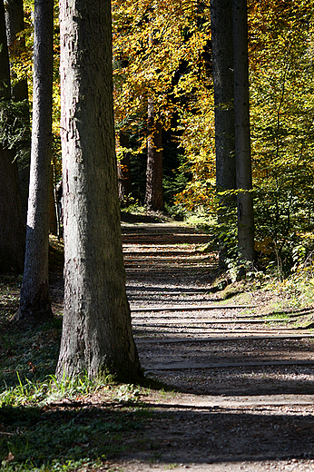 Arboretum Wirty - cieka spacerowa