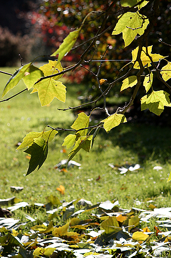 Arboretum Wirty - ostatnie licie platana