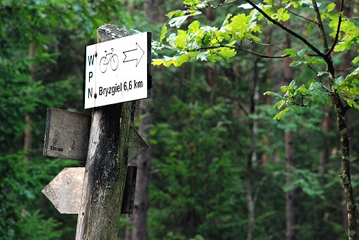 Drogowskaz przy zielonym szlaku z Pociczna do Bryzgla. Wigierski Park Narodowy