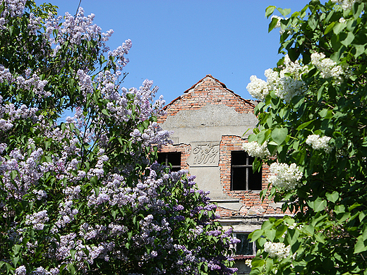 Kruszyny Szlacheckie - opuszczony budynek ukryty za krzewami bzu