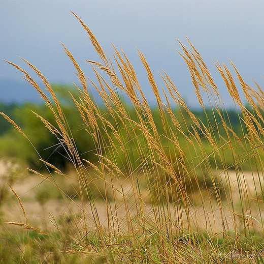 Pustynia Bdowska