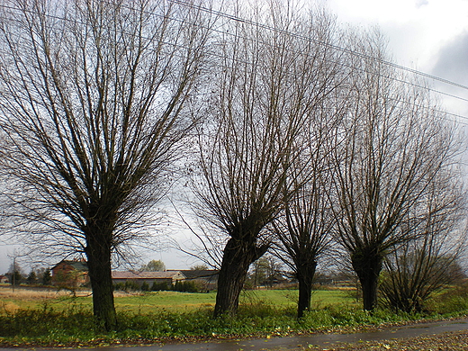 Wierzby
