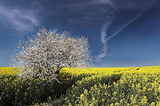 Krajobraz wiosennych pl. Lubelszczyzna