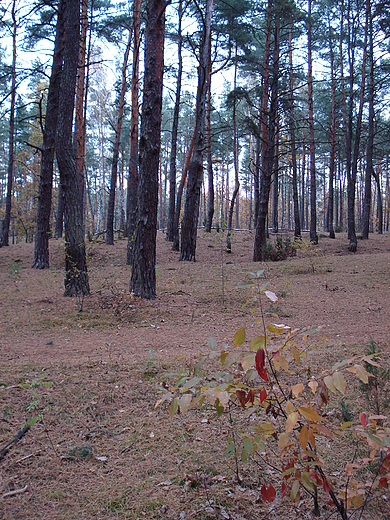 Kampinos jesienia