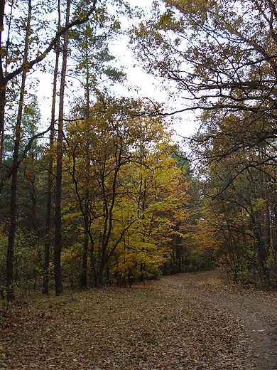 Kampinos jesieni.