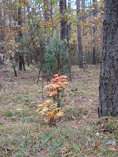 Kampinos jesieni.