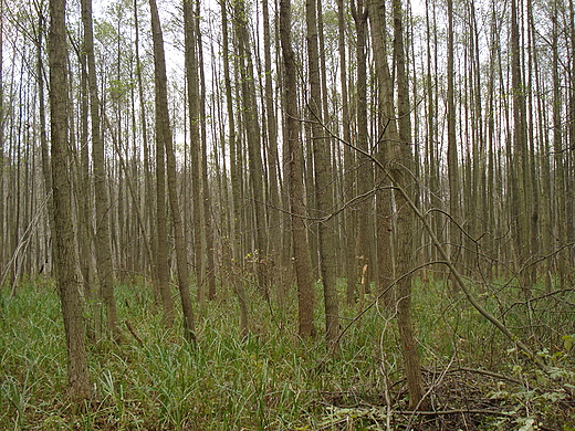 Kampinos jesieni.Bagna.