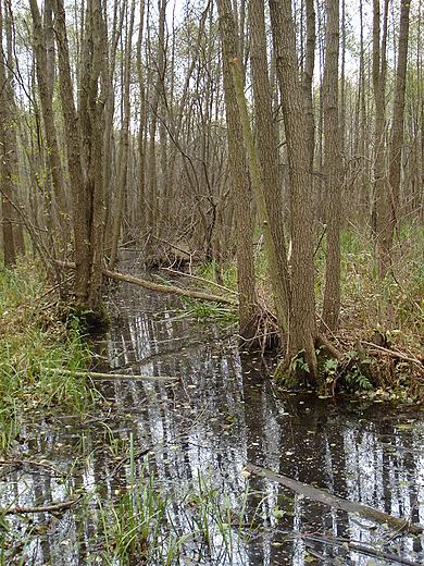 Kampinos jesieni.Bagna.