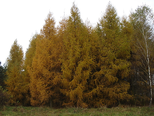 Kampinos jesieni.Modrzewie.