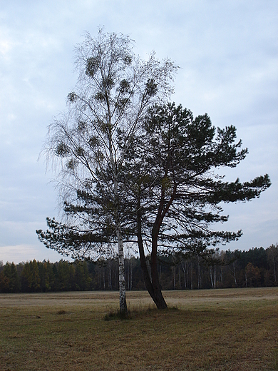 Kampinos jesieni.