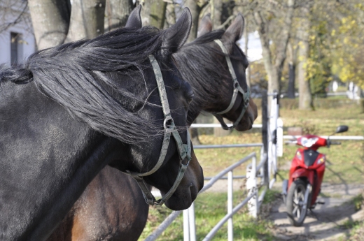 stajnie w Janowie Podlaskim (w zasadzie Wygoda)