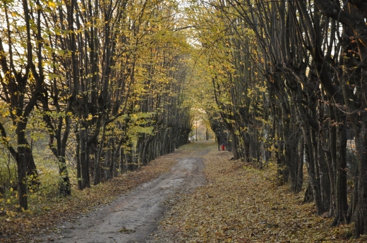 zadrzewiona aleja (resztki starego parku dworskiego)