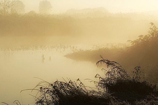 Narew w Siekierkach