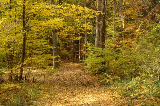 Podkieleckie lasy jesieni.
