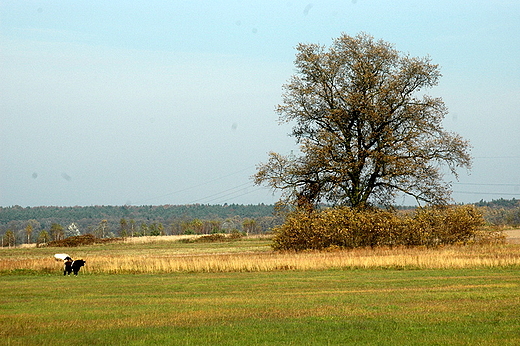 Rytwiany - na polach