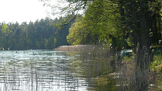 dka w trzcinach. Jezioro Pluszne