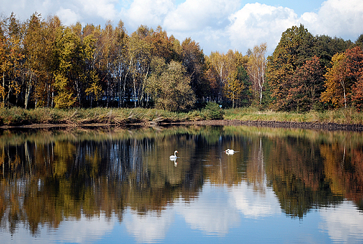 Staw jesieni.