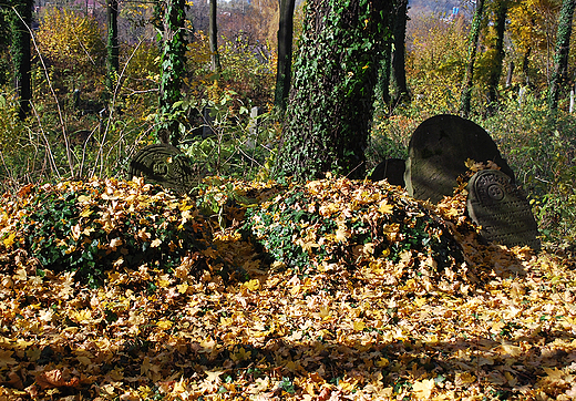 Fragment Starego Cmentarza ydowskiego.