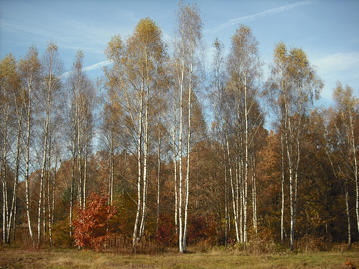 Puszcza Kampinoska. Polana Opale.