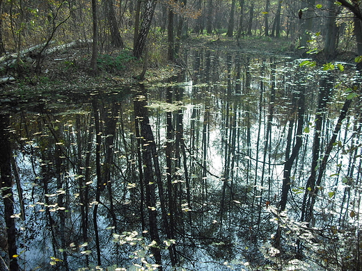 Puszcza Kampinoska. Jeziorko Opale.