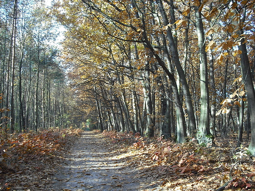 Puszcza Kampinoska.