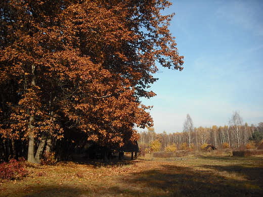 Puszcza Kampinoska. Polana Opale.