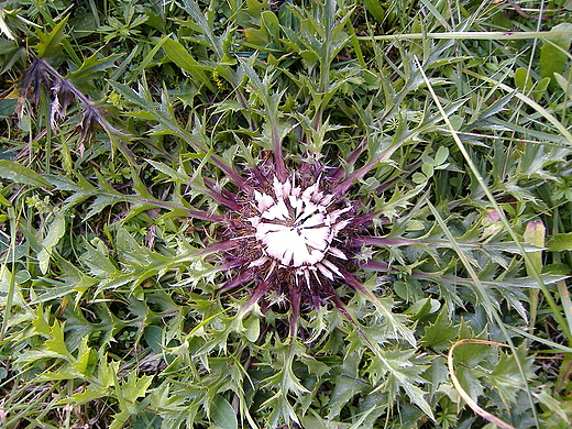 Dziewięćsił