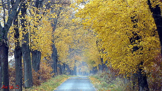 Jesienna wiejska droga
