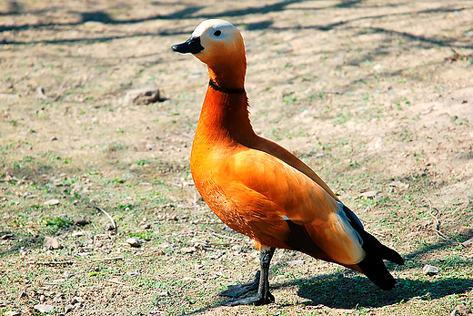 Mini Zoo - kaczka mandarynka. Kudowa - Czermna