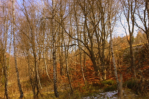 Bieszczady - Przysup