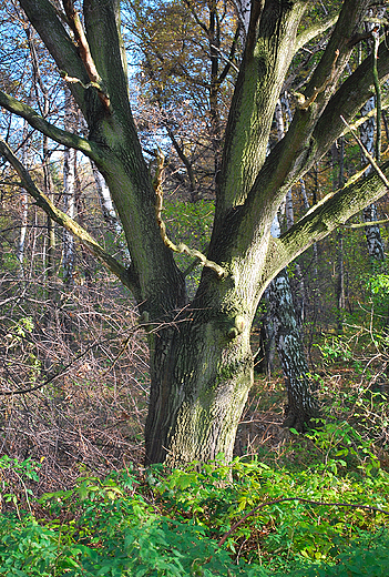 Las pod Pszczyn.